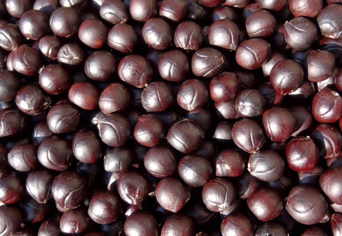 100 Grams Of Sapindus Trifoliatus About 112 Seeds Etsy 100-grams-of-sapindus-trifoliatus-about-112-seeds-etsy