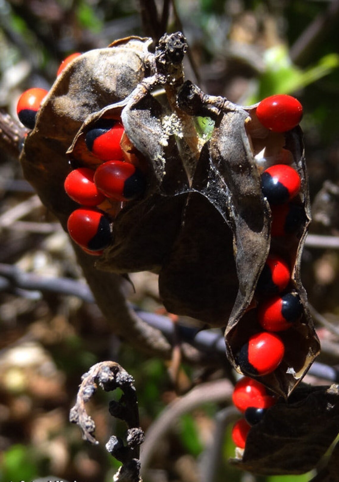 25 grams of jequirity bean Abrus precatorius or about 350 Etsy
