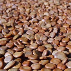 25 grammes de graines d' ébénier d'Orient ou Siris Albizia lebbeck soit environ 160 graines image 3