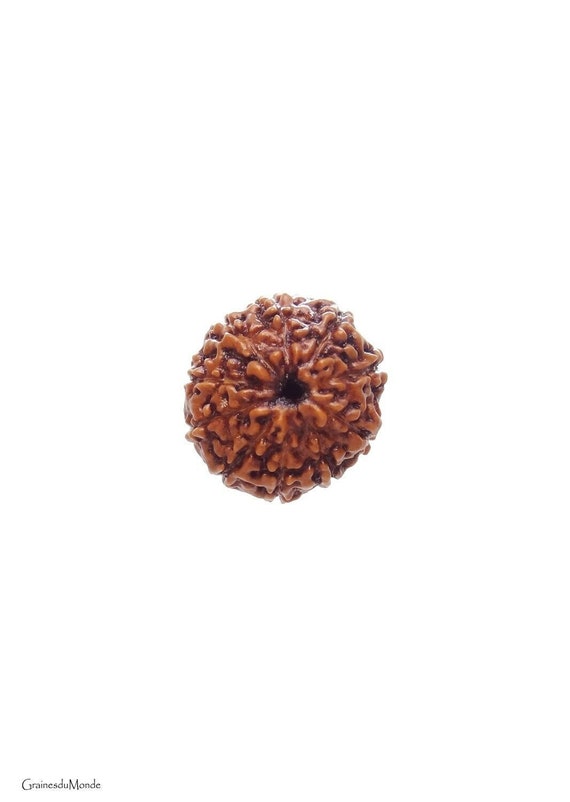 Rudraksha 10 Mukhi, natural color, 15mm diameter, 12mm thickness
