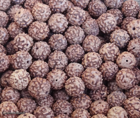 25 grams of raw Rudraksha (Elaeocarpus ganitrus) or approximately 40 seeds of 10mm in diameter, pierced, undyed.
