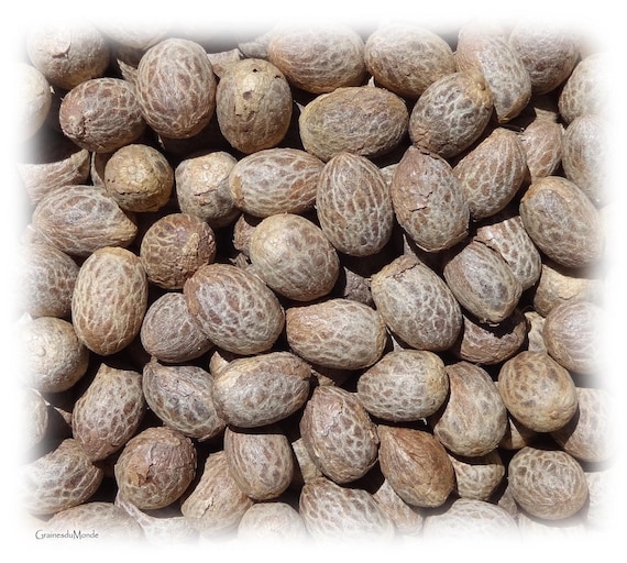 50 grams of Christmas palm seeds (Adonidia merrillii), approximately 26 raw seeds, undrilled, from the West Indies