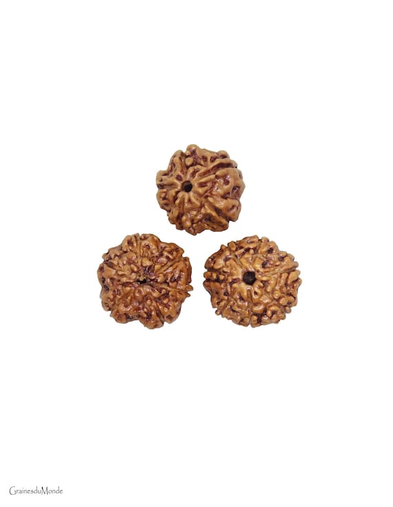 3 Rudraksha 15mm (Elaeocarpus ganitrus) 5 Mukhi, 6 Mukhi, 7 Mukhi, origin Indonesia.