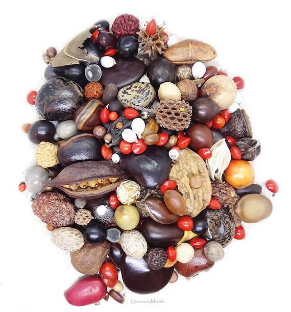 mix tropical seeds, 300 grams of remarkable undrilled seeds for jewellerie