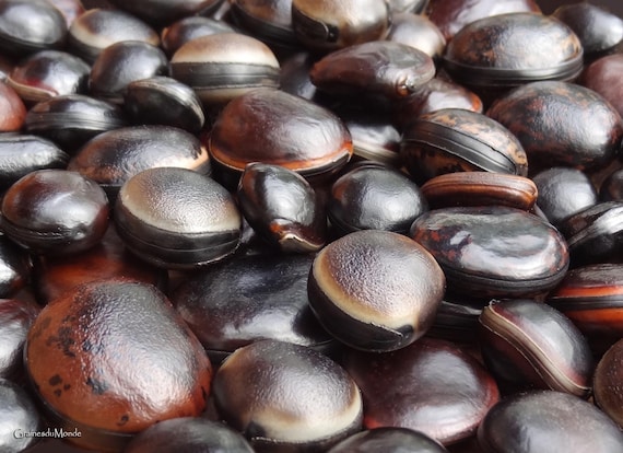 50 grams of black or dark bull's eye (Mucuna / Macropsychanthus), glossy, unpierced, 10 seeds.