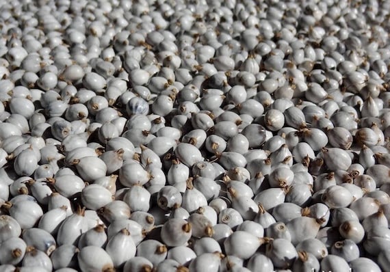 25 grams of big Job's Tears (Coix lacryma jobi) or about 75 seeds, 10mm long harvested in Madagascar 2020