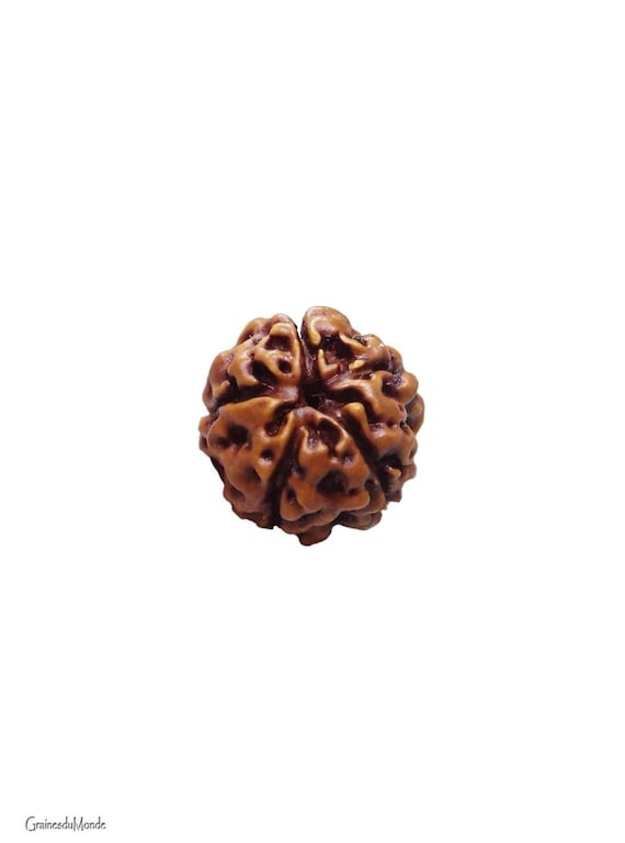 5 Faces/Mukhi big Rudraksha, natural color, 20mm in diameter, Origin Indonesia
