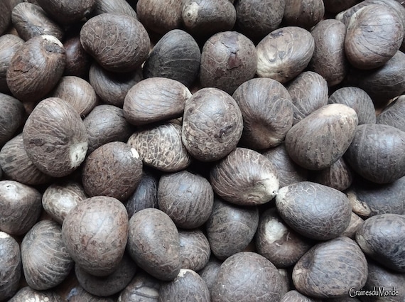 50g of small-sized vegetable ivory or raw Tagua (Phytelephas sp.) approximately 40mm in length, 30mm in thickness, 2 seeds