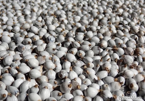 25 grams of big Job's Tears (Coix lacryma jobi) or about 75 seeds, 10mm long harvested in Madagascar