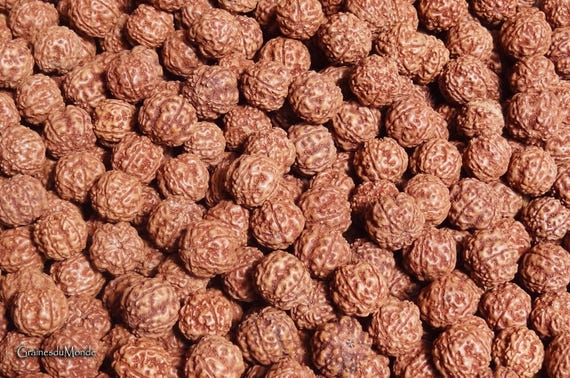 25 grams of Rudraksha (Elaeocarpus ganitrus) 14 mm in diameter, 5 Mukhi, approximately 15 raw, undyed and unpierced seeds