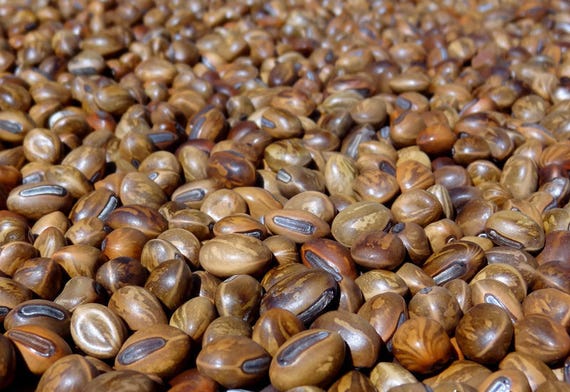 25 grams of Jack-bean (Canavalia rosea) or about 30 seeds, not pierced.