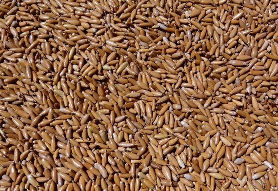 25 grams of long, straw-colored Job's Tears (Coix stenocarpa), or about 240 seeds