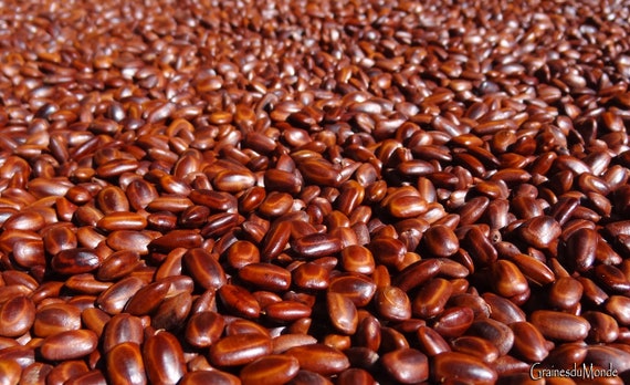 25 Grams of Seeds of Rain Tree (albizia Saman) or About 138 Seeds