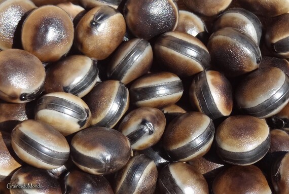 50 grams of Horseeye bean (Mucuna sloanei) or about 10 seeds, not pierced, harvested in French Guiana