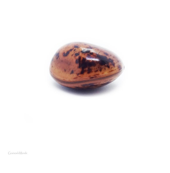 Bull's eye (Macropsychanthus wilsonii) finely polished, undrilled, for jewelry, collection or as a gift