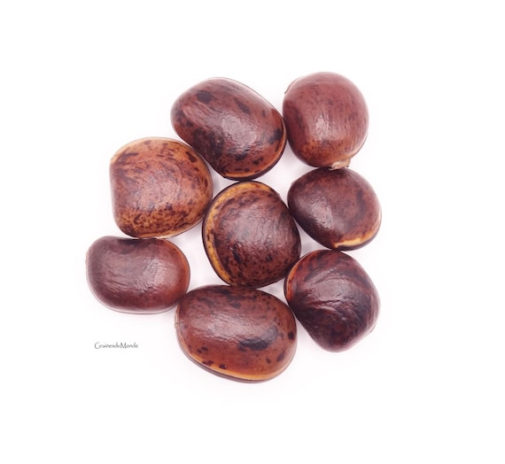 50 grams of bull's-eye (Macropsychanthus comosus), approximately 8 seeds, unpierced, glossy, harvested in French Guiana