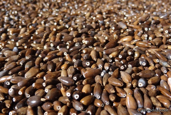 25 grams of elongated brown Job's Tears, approximately 240 seeds harvested in Thailand, drilled
