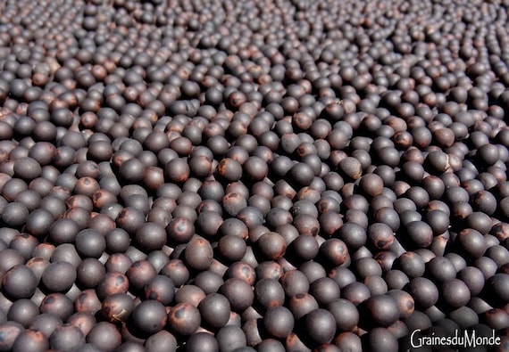25 grams of Canna lily seeds, 6 / 7mm in diameter, or about 125 seeds not pierced