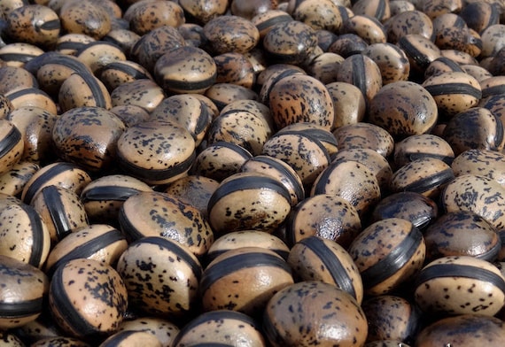 50 grams of bull's eye (Mucuna interrupta) or about 5 shiny seeds, not pierced.
