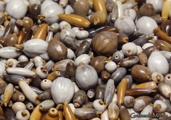 25 grams of various Job's tears (Coix sp.) or approximately 300 seeds, variable sizes, shapes and colors