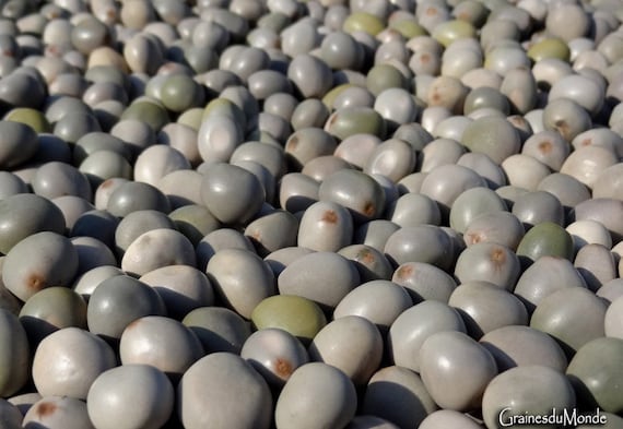 50 grams of grey Niker beans (Caesalpinia bonduc) or about 24 seeds not pierced