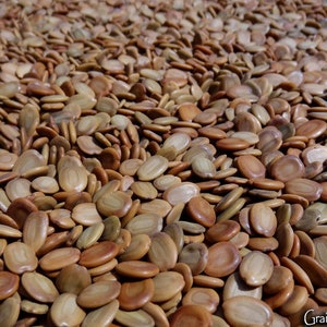 25 grammes de graines d' ébénier d'Orient ou Siris Albizia lebbeck soit environ 160 graines image 2