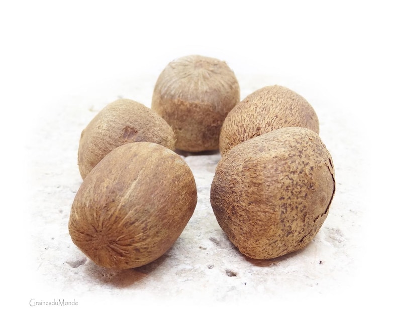 50 gram doumpalmsfrön (Hyphaene coriacea), dvs. 4 råa och torkade frön att skiva, snida eller polera. bild 3