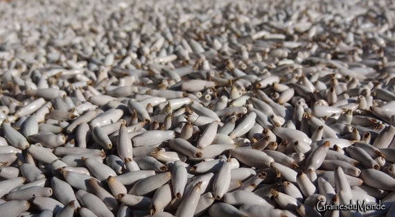 25 grams of white and long Job's Tears (Coix stenocarpa) or about 280 seeds