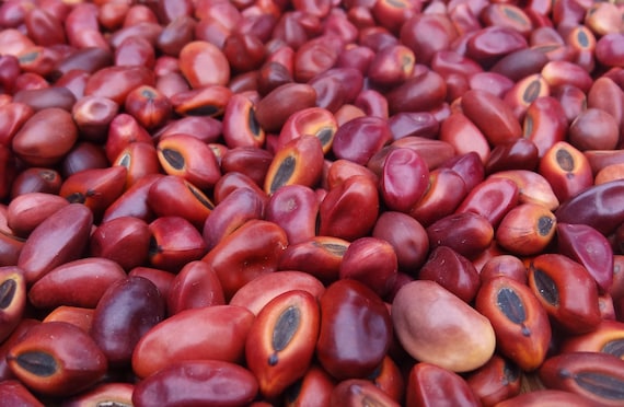 25 grams of indian coral tree seeds (Erythrina variegata) or about 30 seeds, irregular, not pierced