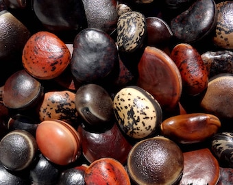 May include: A close-up shot of a collection of seeds with various shapes, sizes, and colors. The seeds range from dark brown to tan, with some featuring speckled patterns. The textures vary from smooth to slightly rough.