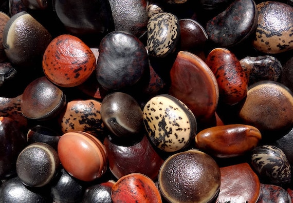 50 grams of varied bull's eye (Mucuna and Macropsychanthus), not pierced, glossy, about 10 remarkable seeds