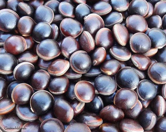 50 grams of bull's eye (Macropsychanthus comosus) about 12 seeds, not pierced, harvested in the Philippines