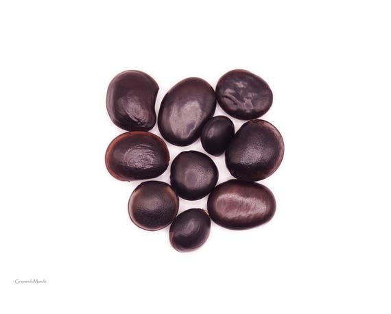 50 grams of black or dark bull's eye (Mucuna / Macropsychanthus), glossy, unpierced, 10 seeds.