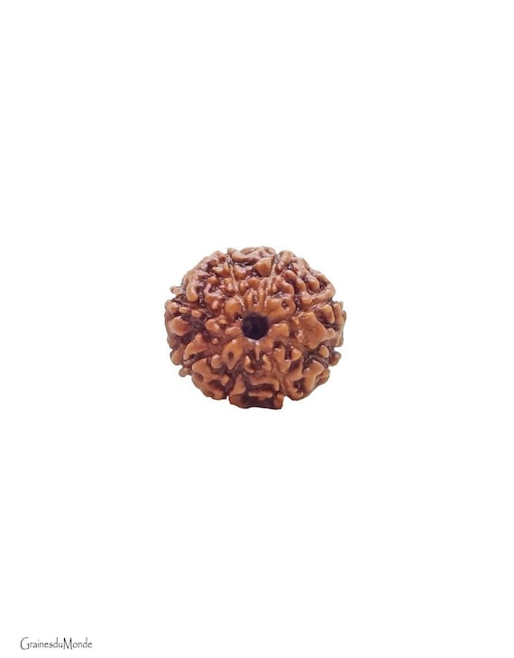 Rudraksha 8 Mukhi, natural color, 17mm diameter, 12mm thickness