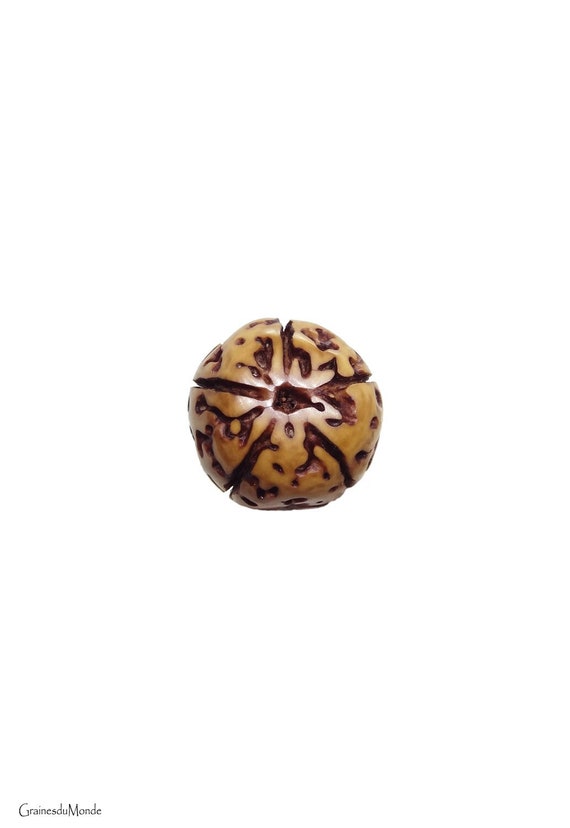 5 Faces/Mukhi polished Rudraksha, natural color, 18mm in diameter, Origin Indonesia