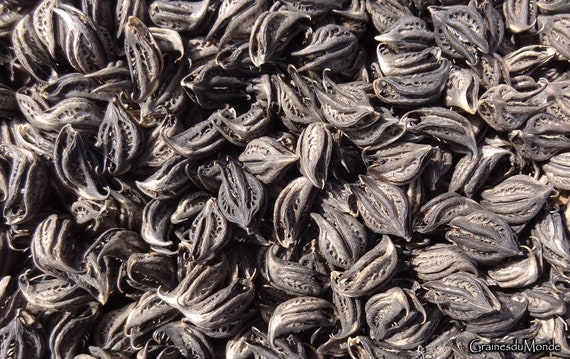 25 grams of Cat's Claw (Martynia annua) or approximately 28 raw seeds, variable size, harvested in India.