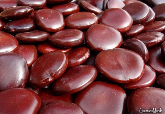 100 grams of Entada rheedii seeds. 4 shiny, undrilled seeds collected in Madagascar.