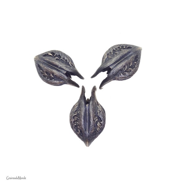 3 seeds of Cat's Claws (Martynia annua), brushed, lustrous, harvested in Sri Lanka