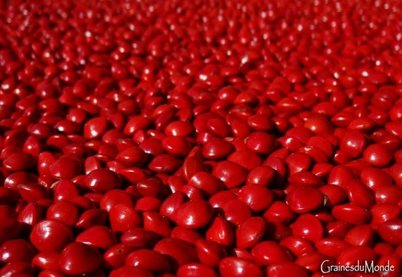 25 grams of red seeds (Adenanthera pavonina) or approximately 96 seeds, natural color, undrilled