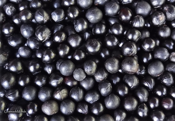 50 grams of three-leaf soapberry seeds (Sapindus trifoliatus) about 56 seeds not pierced, origin: Madagascar