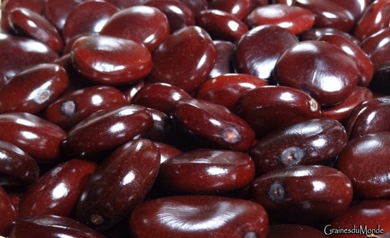 25 grams of Entada purseatha seeds, about 3 fresh, undrilled, shiny seeds, harvested in Sri Lanka (2022)