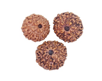 3 Rudraksha 16mm (Elaeocarpus ganitrus) 8 Mukhi, 9 Mukhi, 10 Mukhi, origine Indonésie