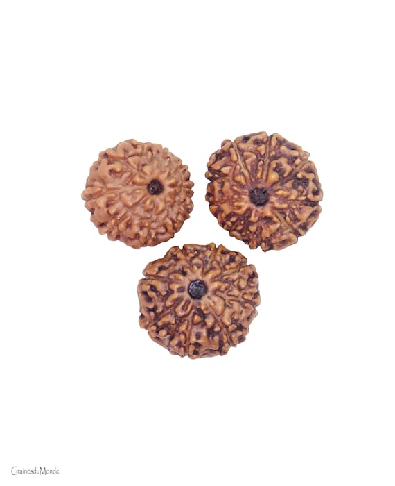 3 Rudraksha 16mm (Elaeocarpus ganitrus) 8 Mukhi, 9 Mukhi, 10 Mukhi, origin Indonesia