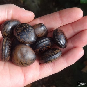 50 grams of bull's eye Mucuna gigantea or about 10 seeds, glossy, not pierced image 2