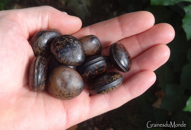 50 grams of bull's eye Mucuna gigantea or about 10 seeds, glossy, not pierced image 2