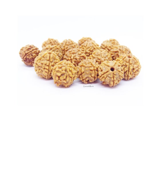 9 white (beige) Rudraksha 5 Mukhi, origin Nepal, 16/17mm in diameter, pierced, brushed