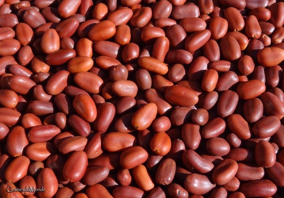 25 grams of Roha seeds (Hymenaea verrucosa) or about 18 glossy seeds, not pierced, harvested in 2025 in Madagascar