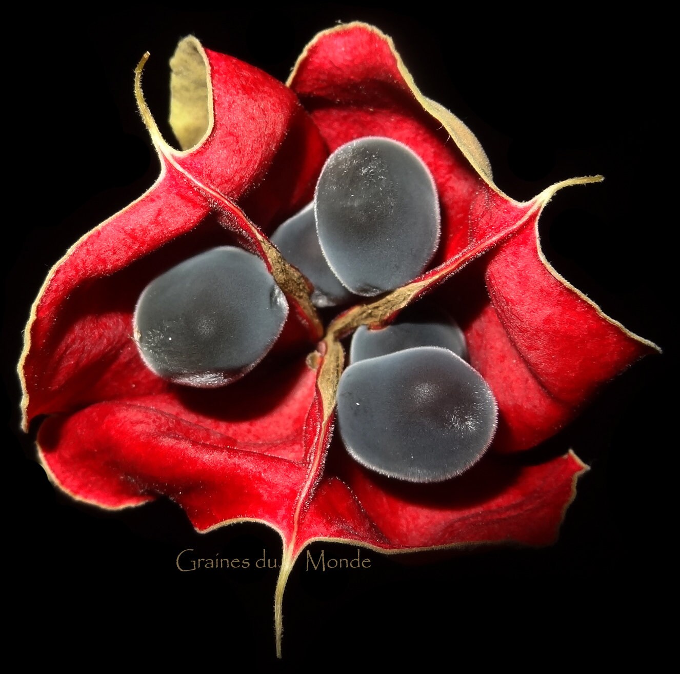 25 grams of mgambo tree seeds (Majidea zanguebarica) or about 70 seeds