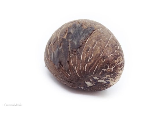 One large vegetable ivory seed or tagua or raw corozo nut (Phytelephas macrocarpa) about 50mm in length, 50 grams
