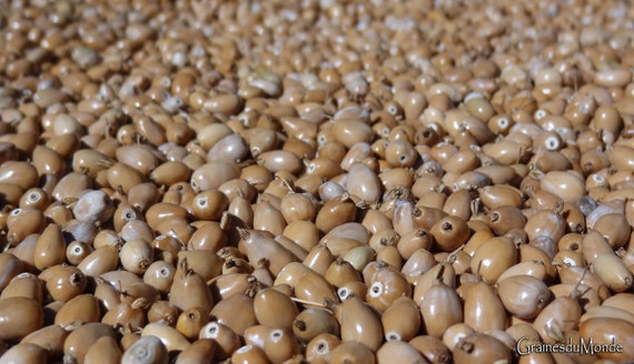 25 grams of straw-colored drop-shaped Job's tears (Coix lacryma jobi) or approximately 180 pierced seeds